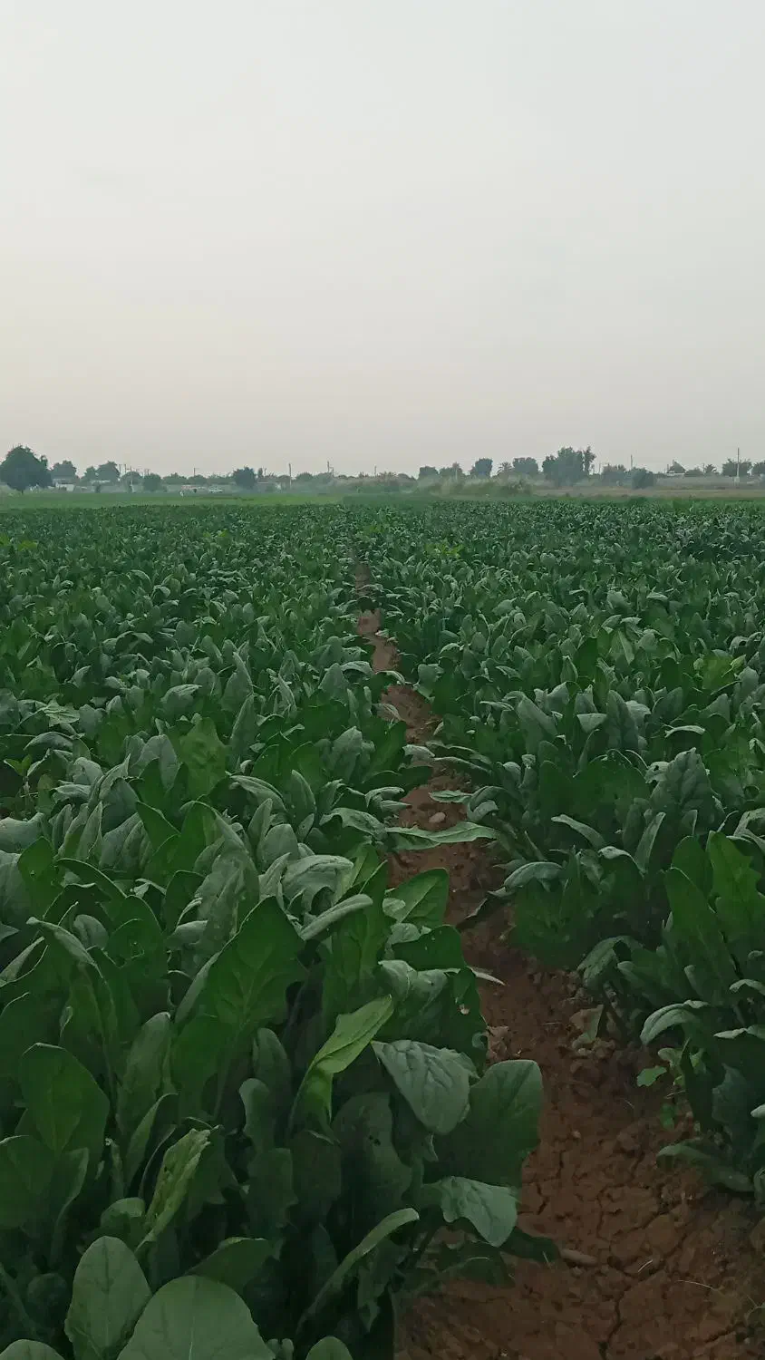 سبزی خورشتی تازه تمیز|خوردنی و آشامیدنی|شوش, |دیوار