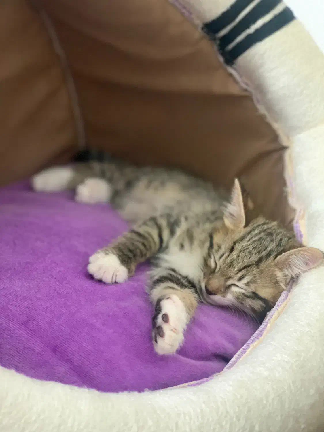 جای خواب پت|لوازم جانبی حیوانات|شیروان (خراسان), |دیوار