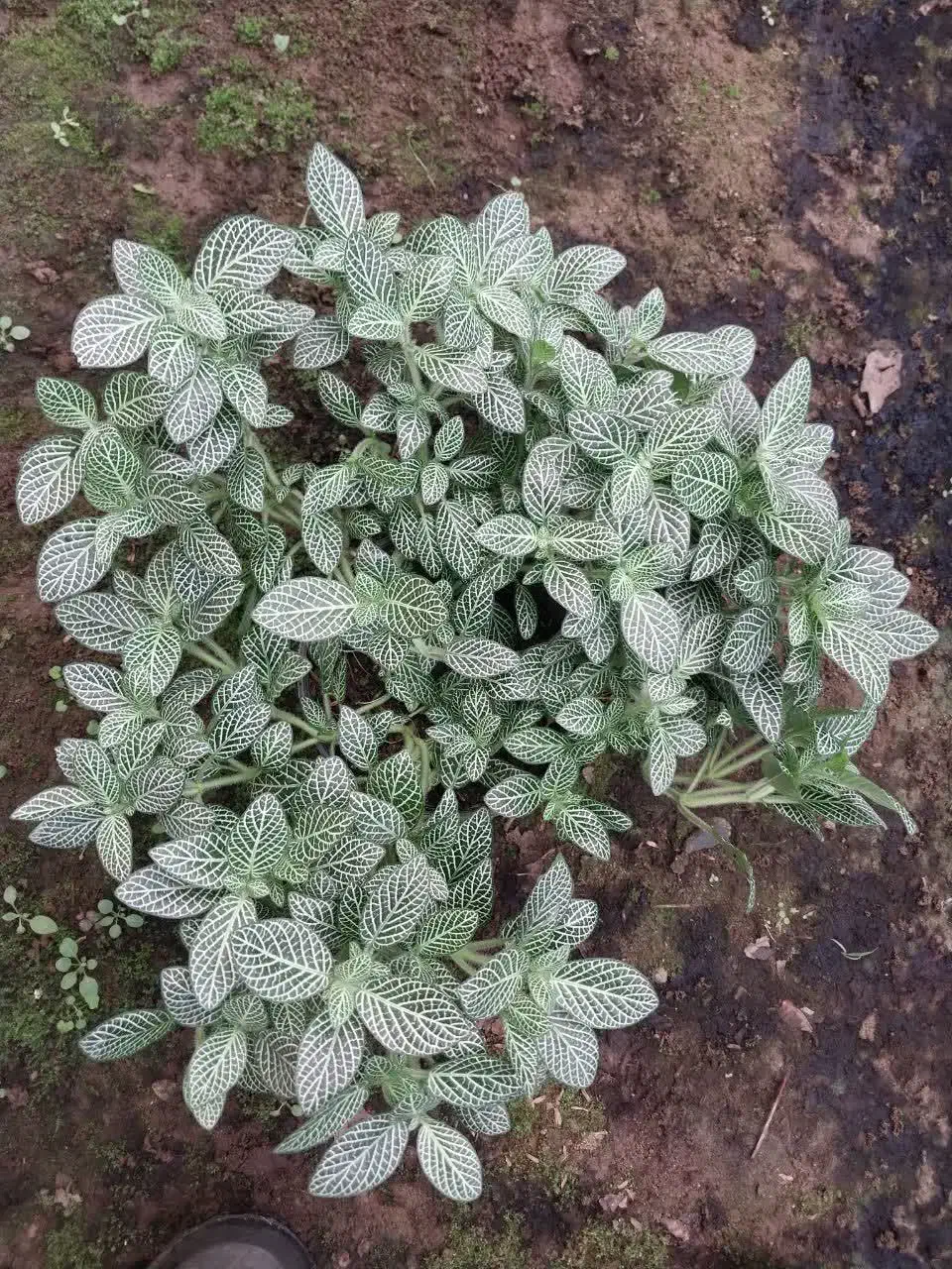 فیتونیا|گل و گیاه طبیعی|نشتارود, |دیوار