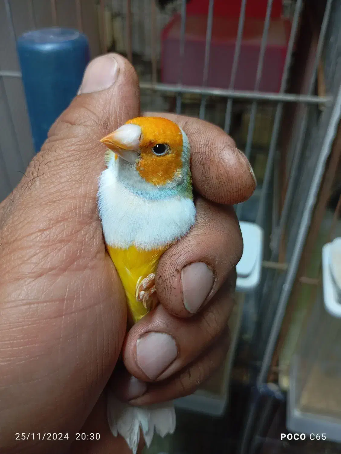 فنچ گلدین|پرنده|یزد, |دیوار