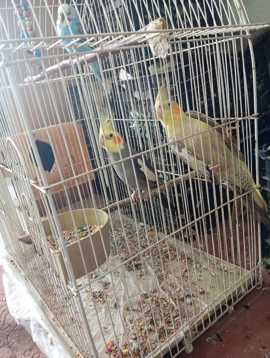 یه جفت عروس هلندی|پرنده|رامسر, |دیوار