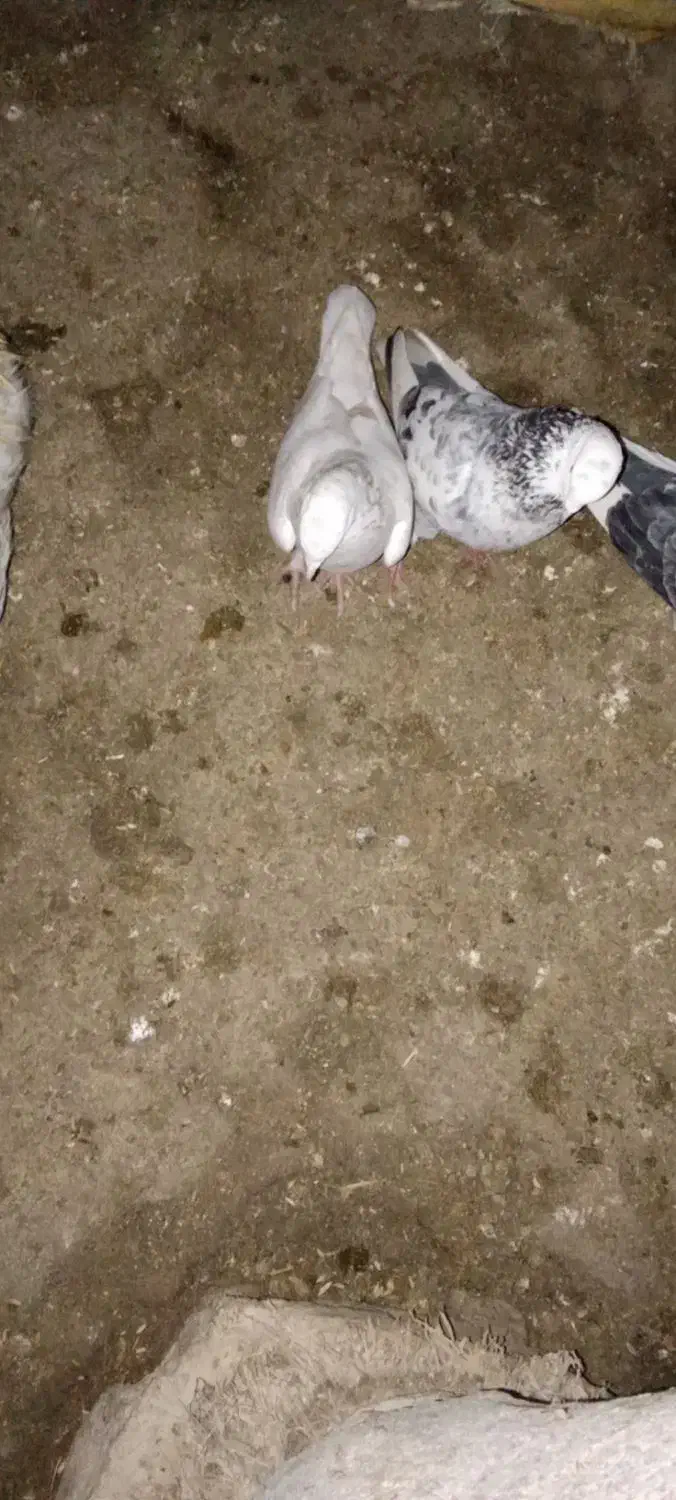 ۸ عدد کبوتر|حیوانات|چالدران, |دیوار