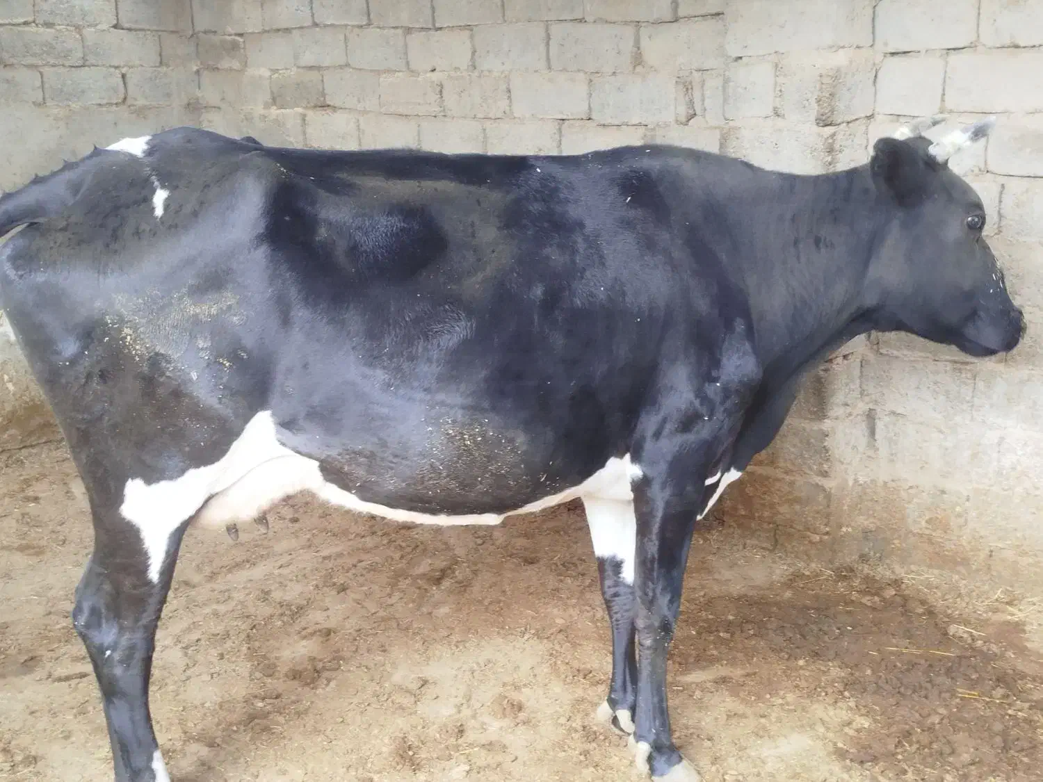 گاو|حیوانات مزرعه|زابل, |دیوار