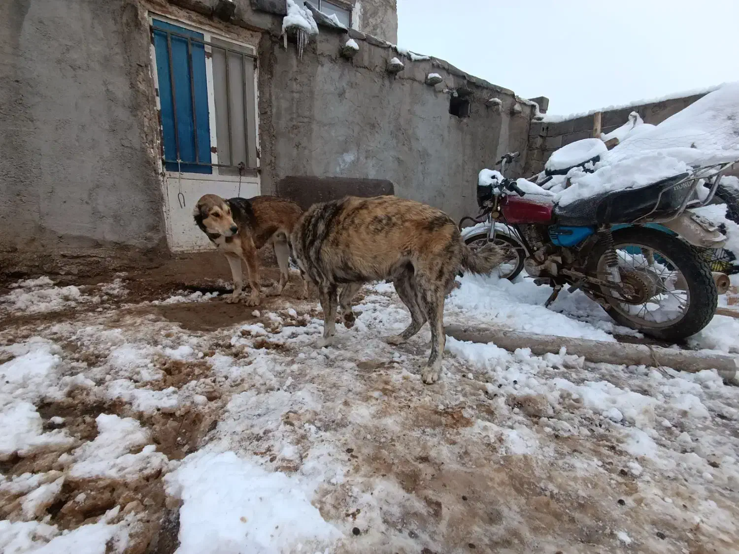 سگ محلی|سگ|آبکوه, |دیوار