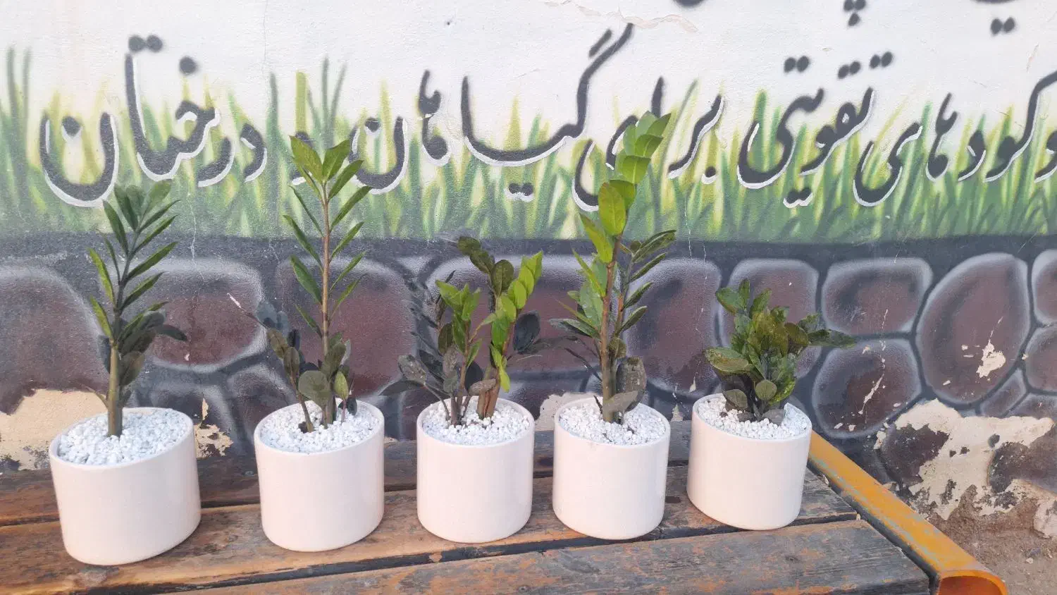 حراج ۴عدد گلد ان سرامیکی فقط ۱۶۸ تا امشب|گل و گیاه طبیعی|یزد, |دیوار