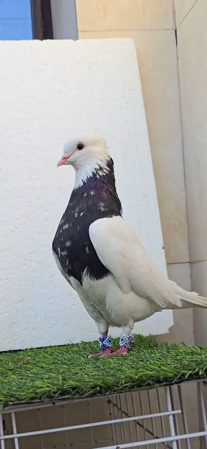 کبوتر طوقی|پرنده|خورموج, |دیوار