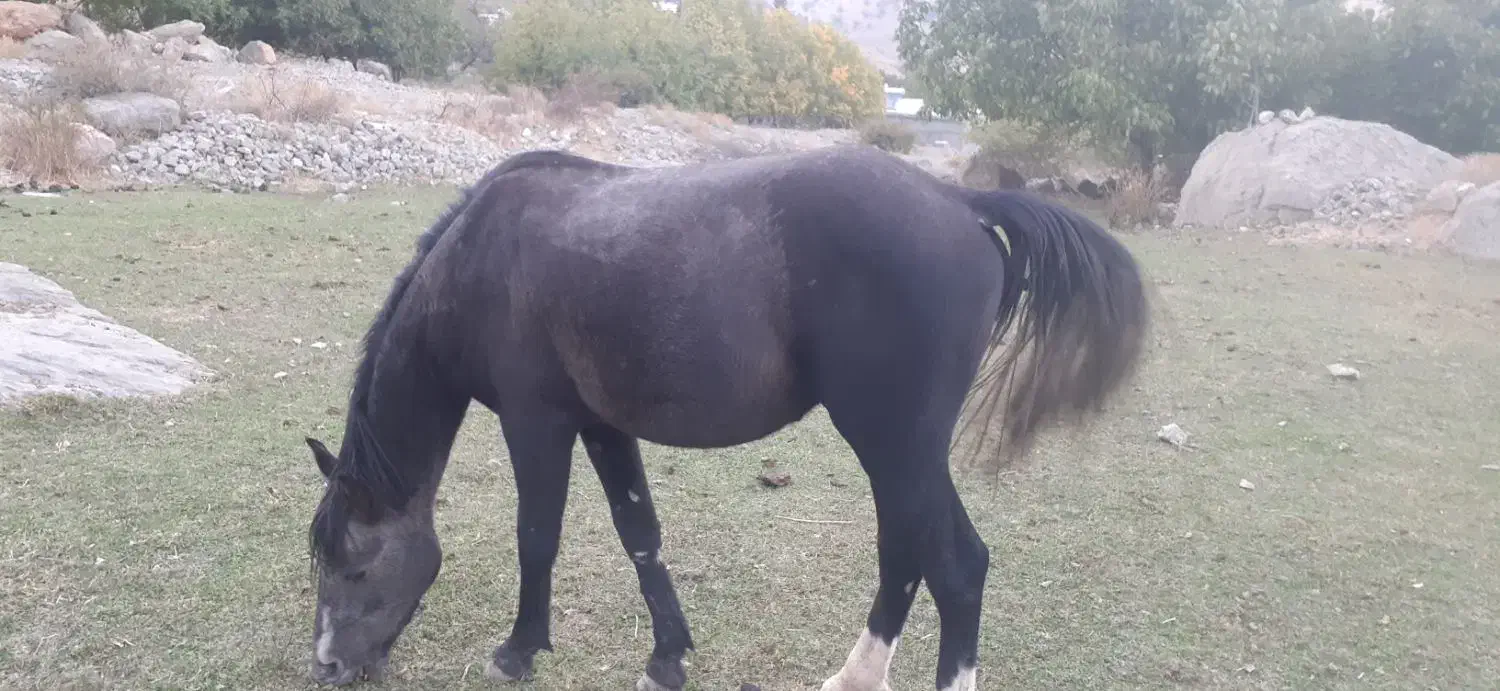 اسب|اسب و تجهیزات اسب‌سواری|موگوئی, |دیوار