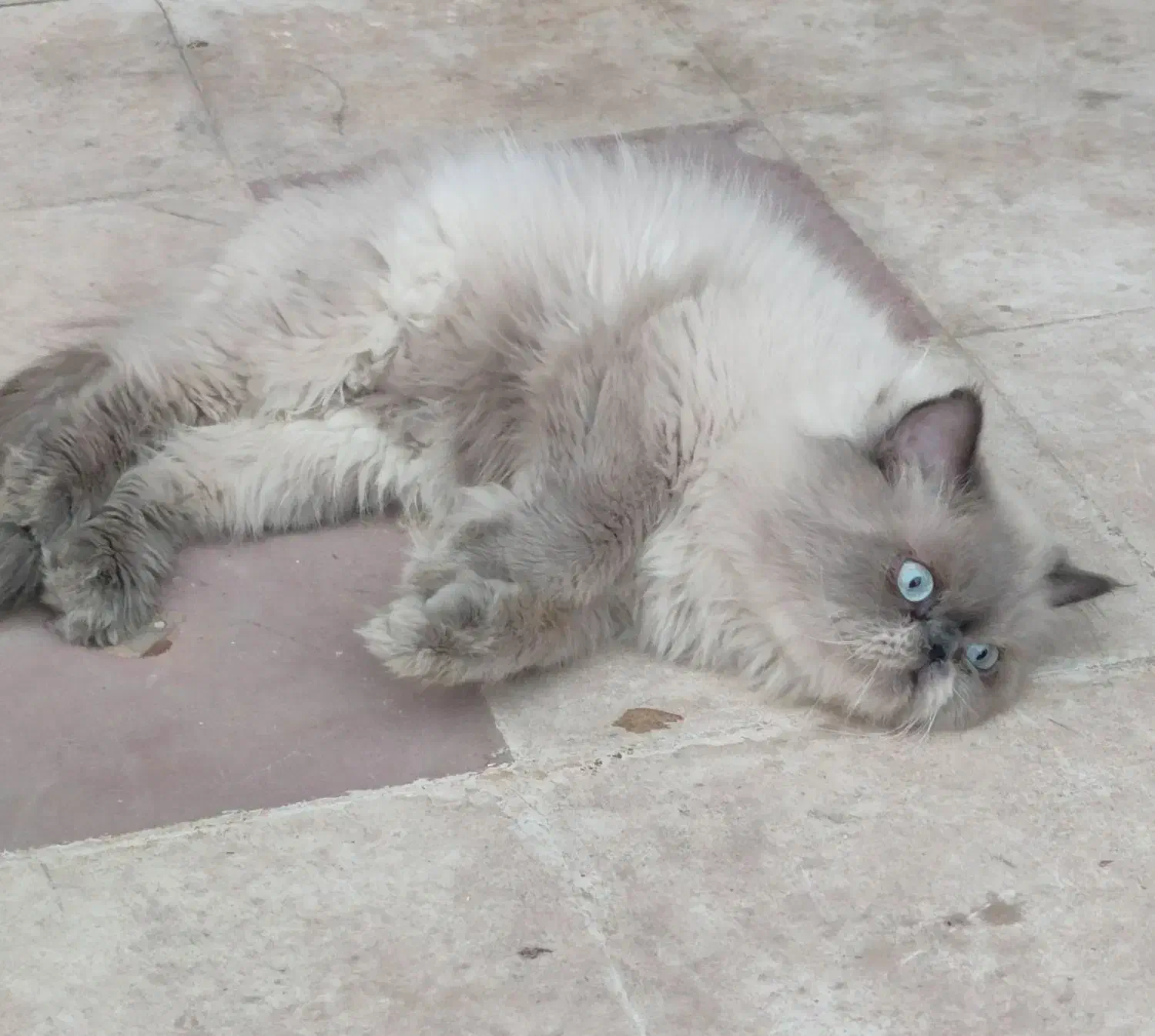 جفت گربه مولد|گربه|کرمانشاه, |دیوار