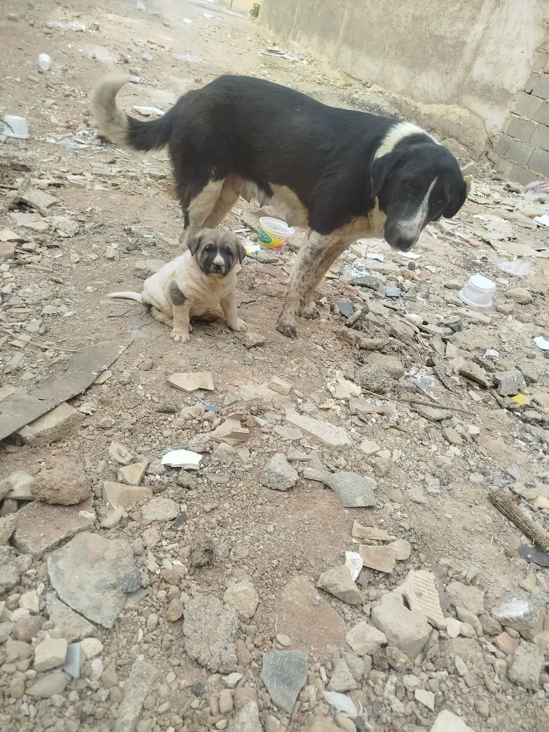 گمشدن 4تا توله 2تا نر 2تا ماده و مادر بومی|سگ|شاهین‌شهر, شهرک گلدیس|دیوار