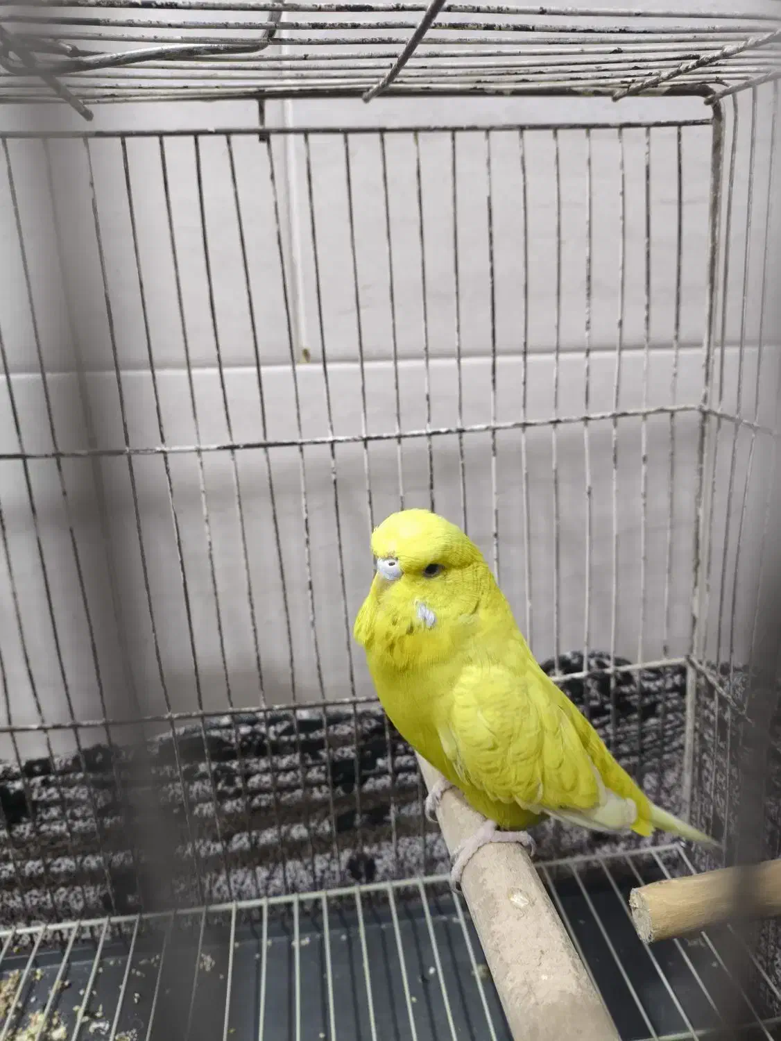 مرغ عشق انگلیسی|پرنده|بندر ماهشهر, |دیوار