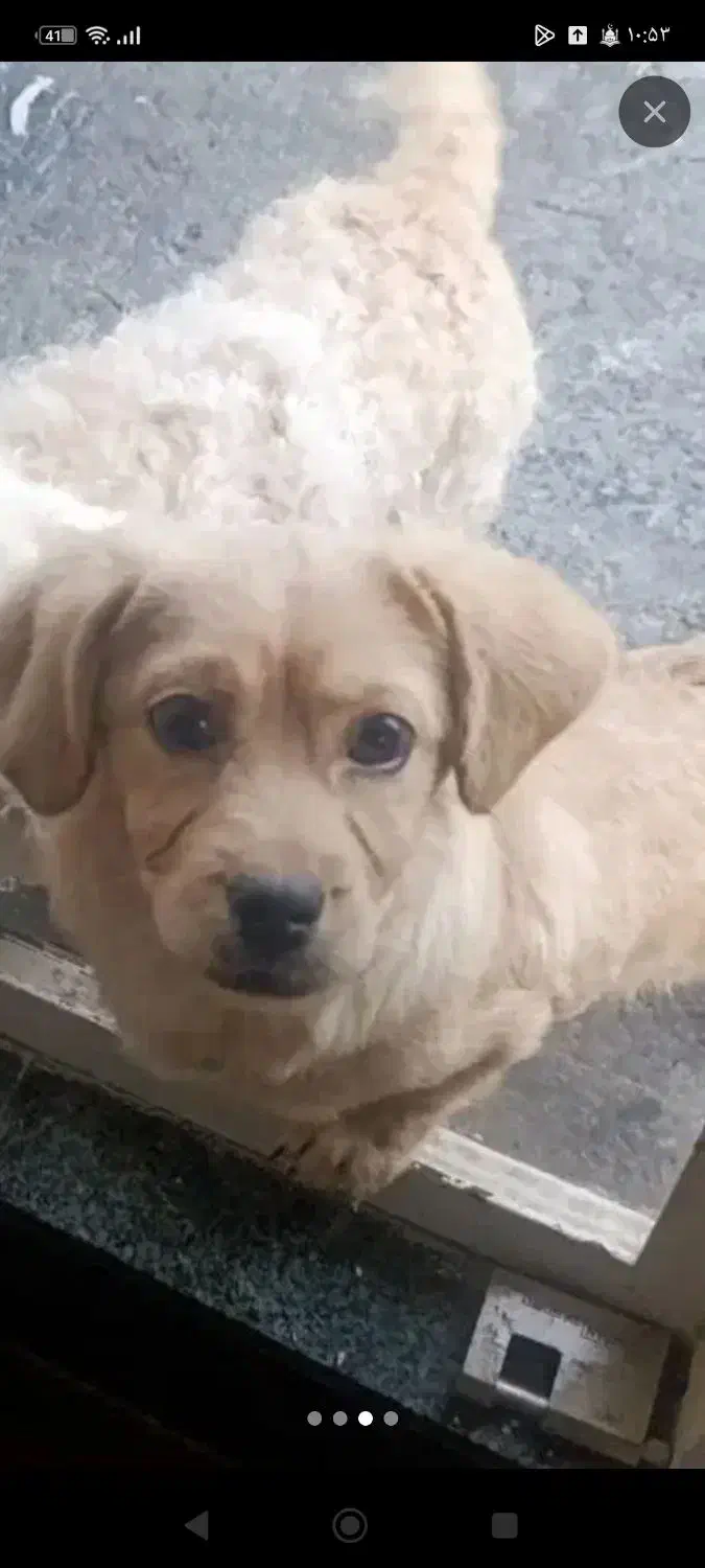 سگ‌پاکوتاه|سگ|کرمانشاه, |دیوار