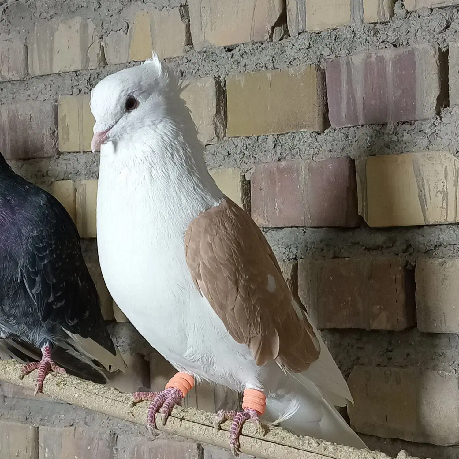 پشت گراف کفتر|پرنده|مینودشت, |دیوار