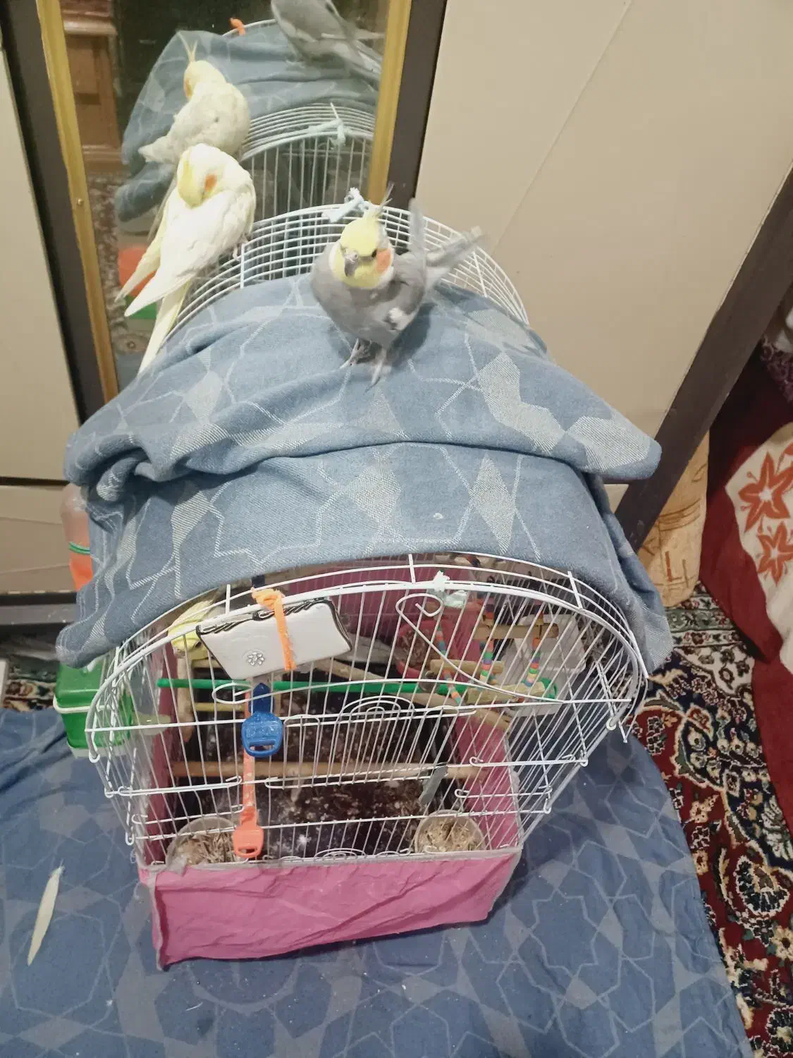 عروس هلندی دستی|پرنده|برخوار, |دیوار