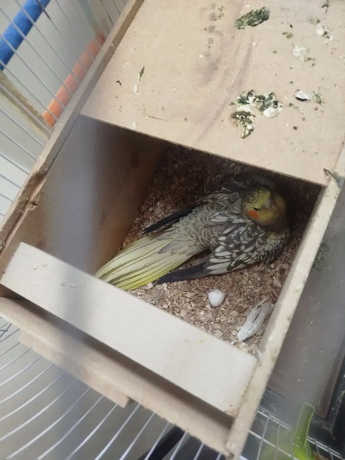 گمشده|حیوانات|فولادشهر, مسکن مهر فولادشهر|دیوار