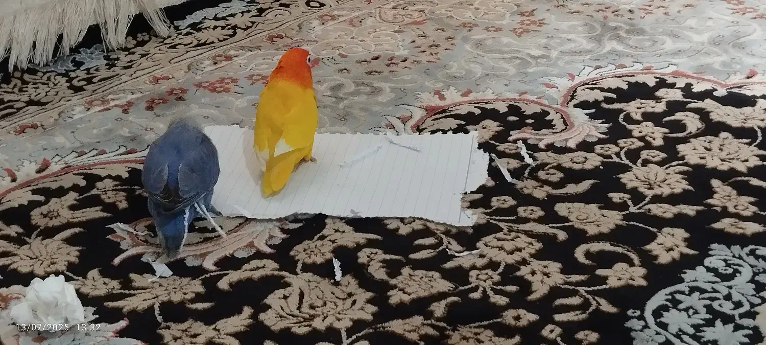 طوطی برزیلی|پرنده|بندرعباس, |دیوار