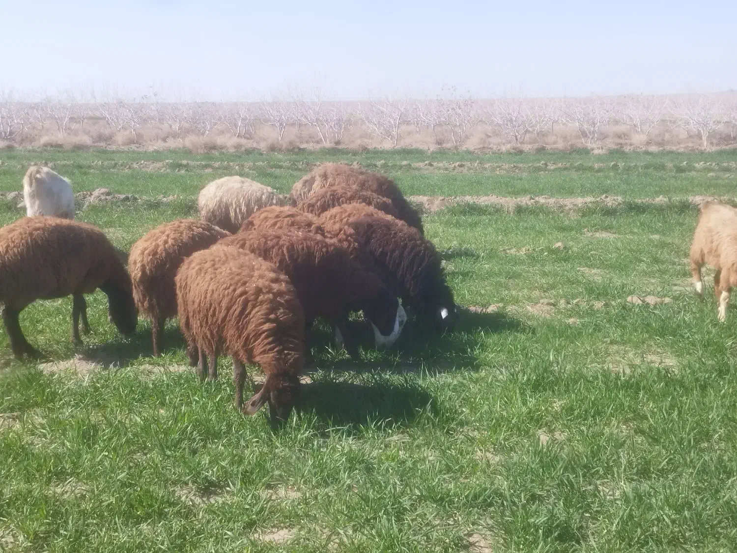 بره هترو|حیوانات مزرعه|نیشابور, فردوسی جنوبی|دیوار