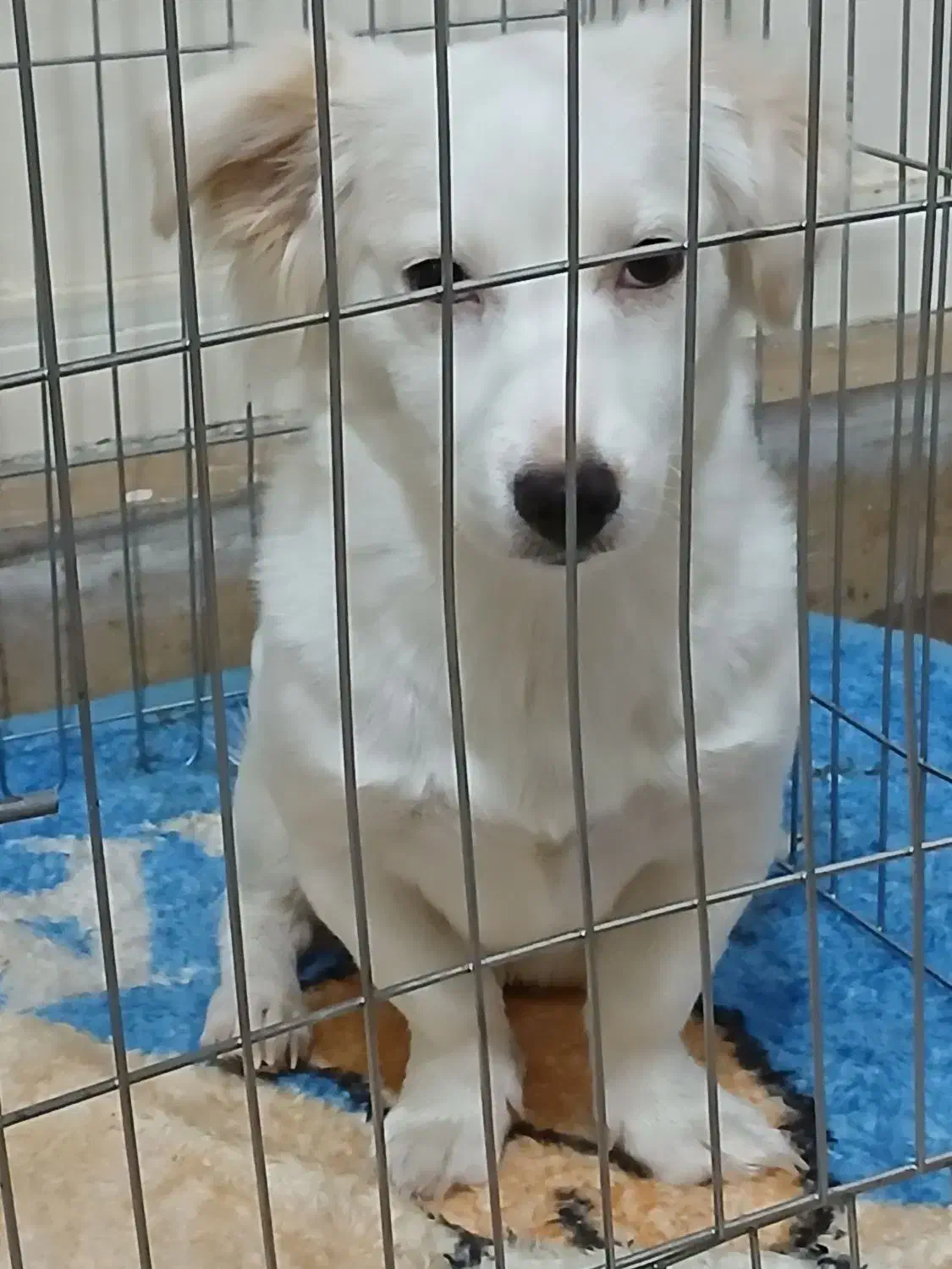 سگ نژاد پامر اشپیتز|سگ|شیراز, شهرک مخابرات|دیوار