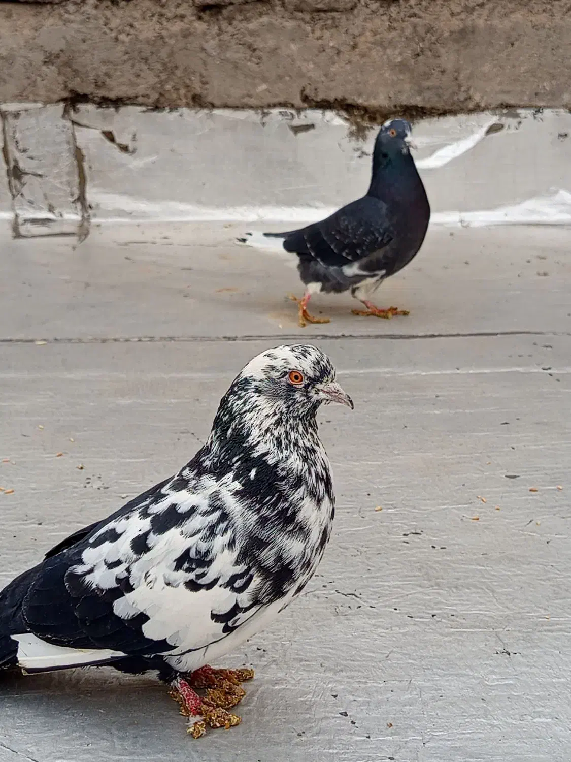 یک جفت کفتر هوایی|پرنده|ساوه, |دیوار