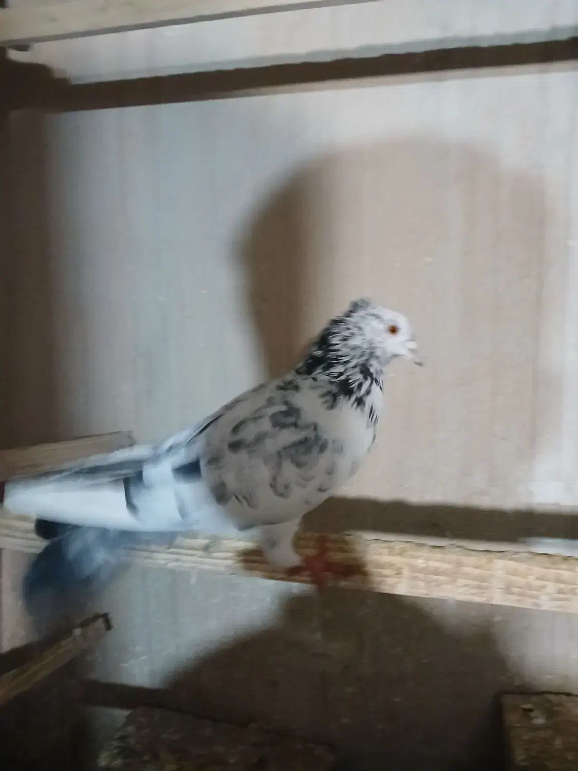 کبوتر نر گرفتنی|پرنده|نقده, |دیوار