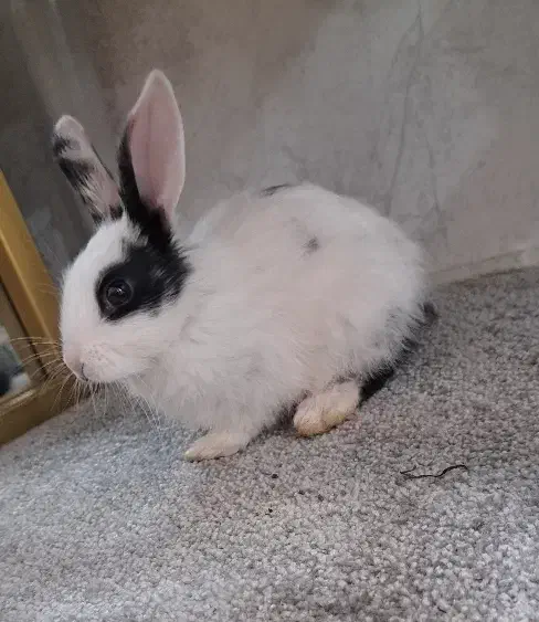 خرگوش|موش و خرگوش|مریوان, |دیوار