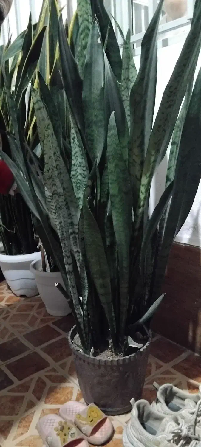 ۷۰۰|گل و گیاه طبیعی|تالش, هشتپر|دیوار