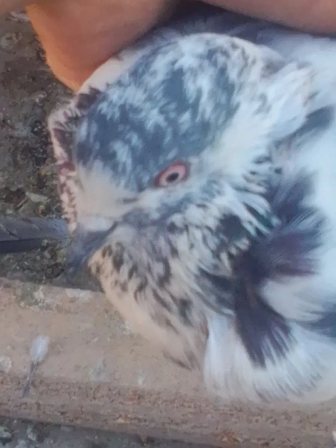 کفتر پرشی 200هزار|پرنده|ایرانشهر, |دیوار