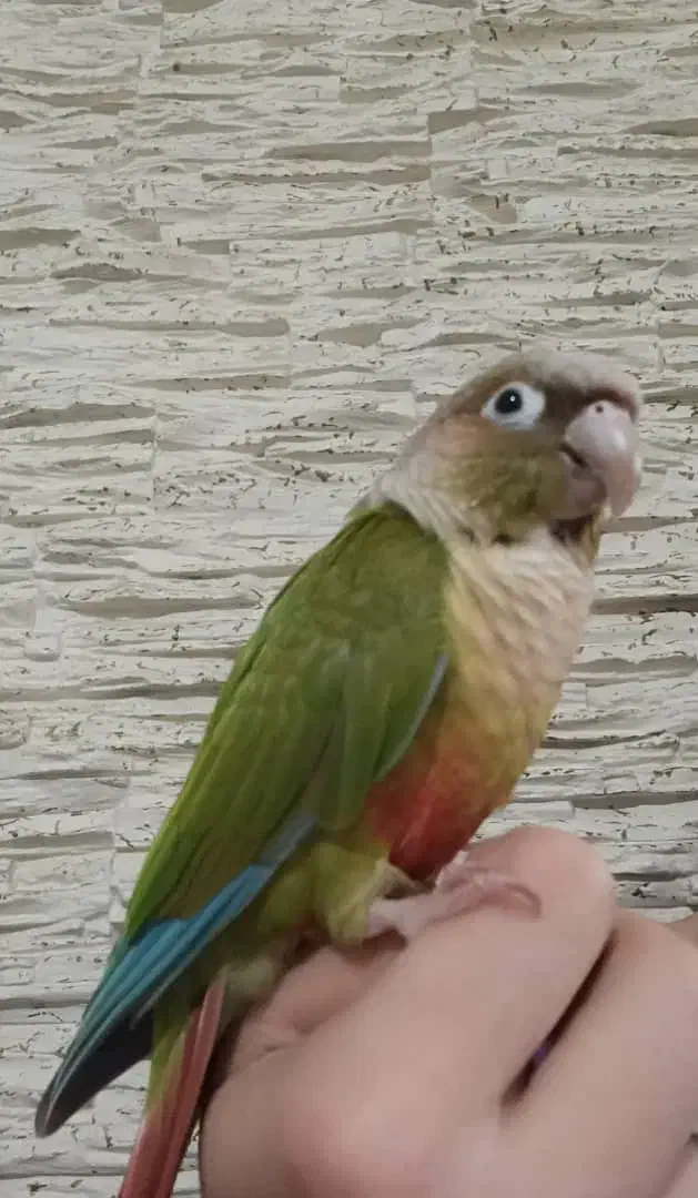 گمشده|پرنده|تهران, ائمه اطهار|دیوار