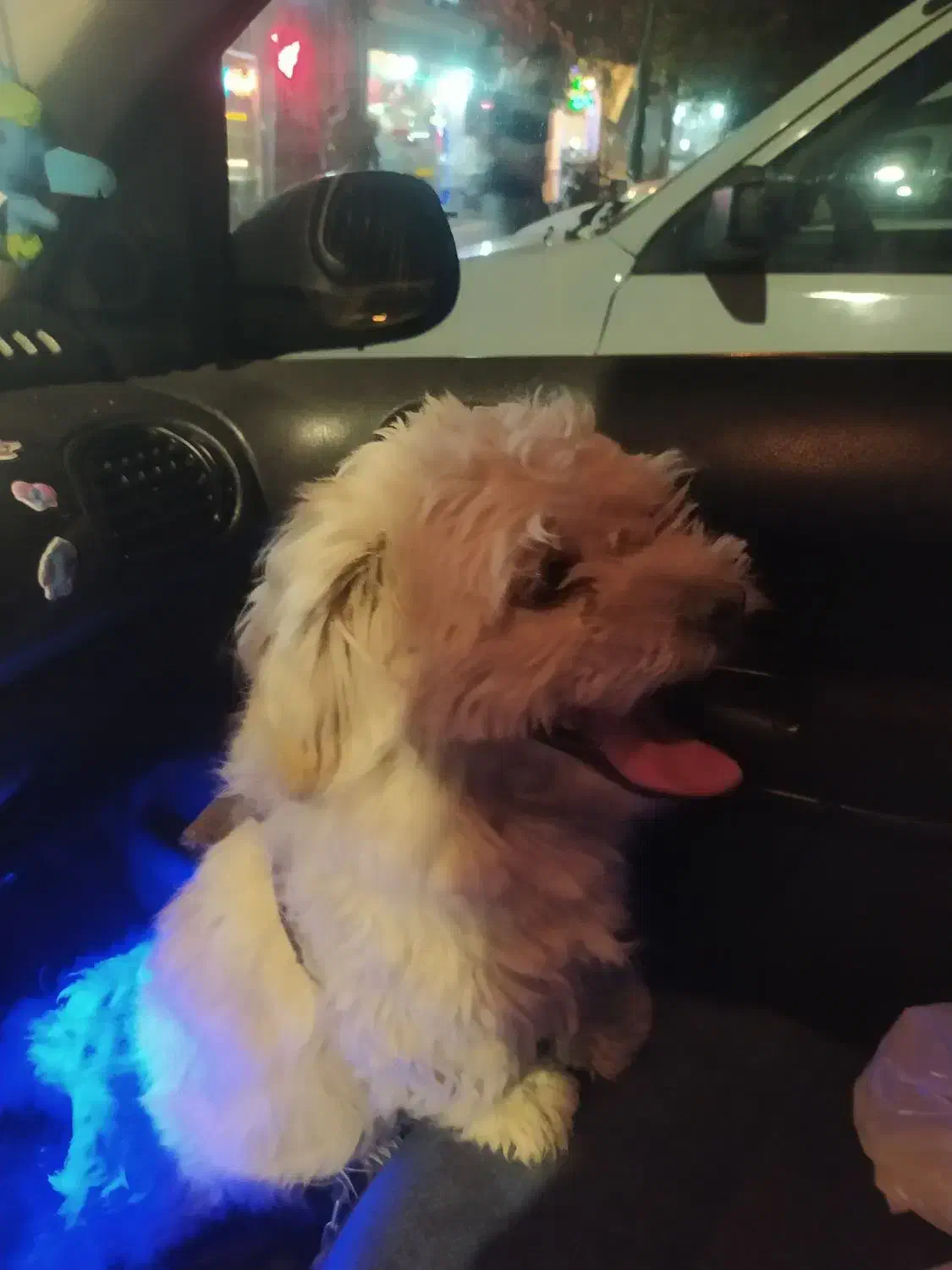 سگ شیتزو تریر|سگ|تبریز, |دیوار