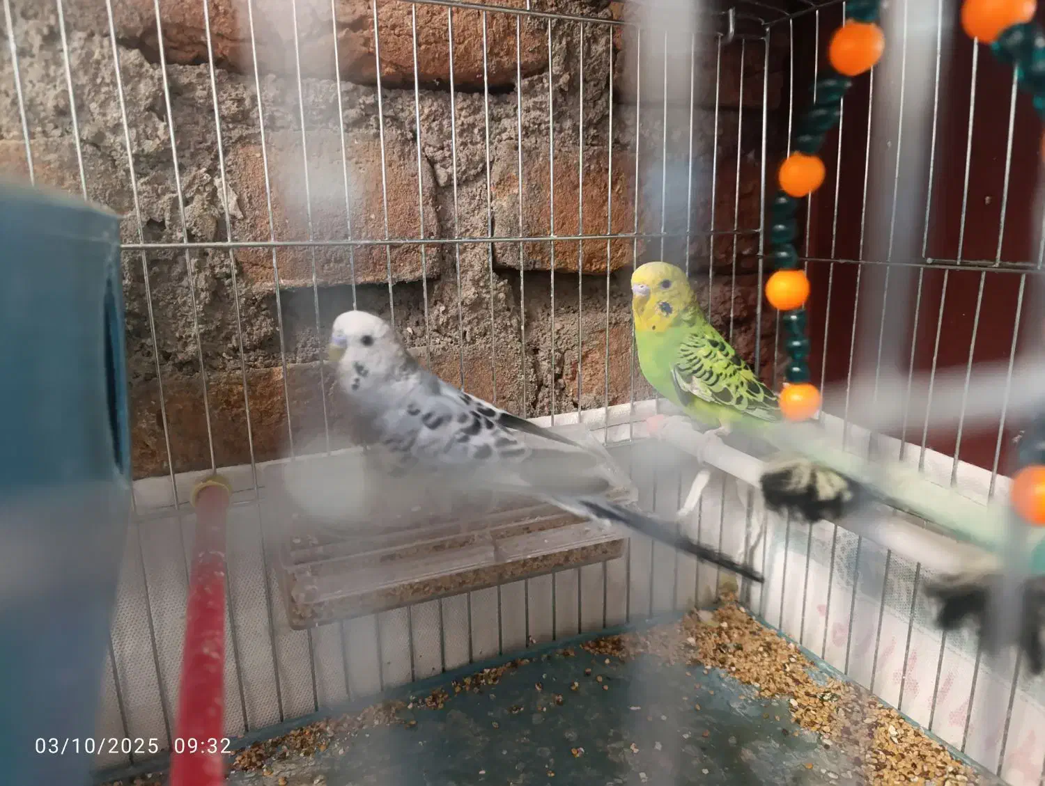 مرغ عشق|پرنده|بوکان, |دیوار