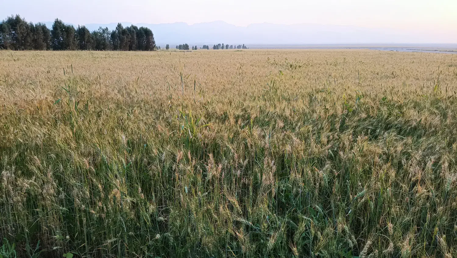 آگهی اجاره زمین کشاورزی، چاه برقی ـ4 اینچ|اجارهٔ دفتر صنعتی، کشاورزی، تجاری|گله دار, |دیوار