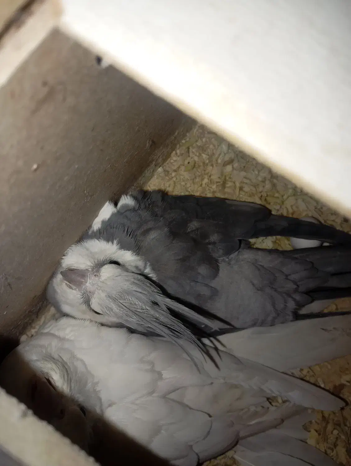 عروس پاریس درجه یک|پرنده|سوسنگرد, |دیوار