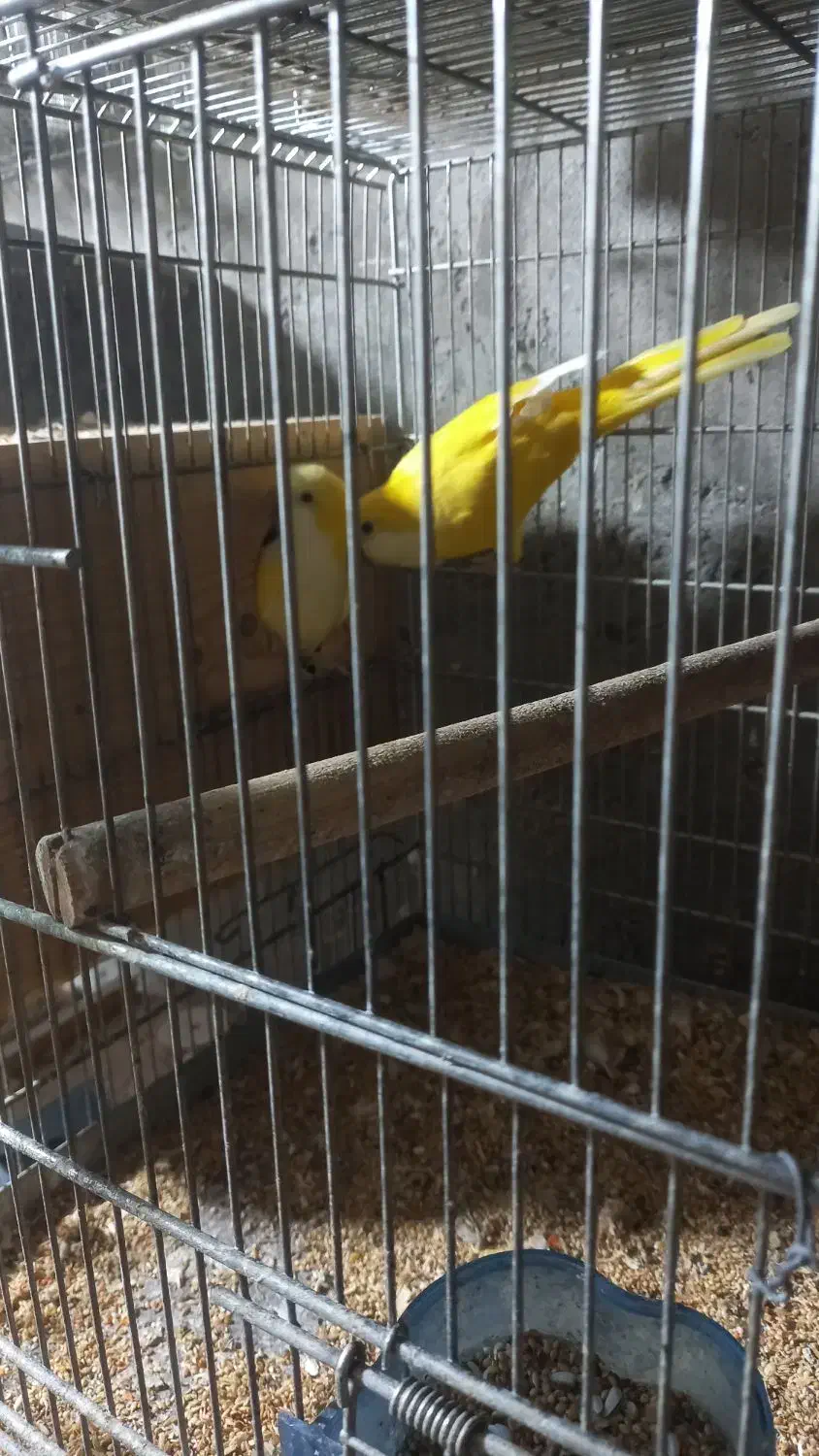 جفت راهب لوتینو جوان حلقه پا چهل وپنج میلیون|پرنده|لاهیجان, گلستان|دیوار