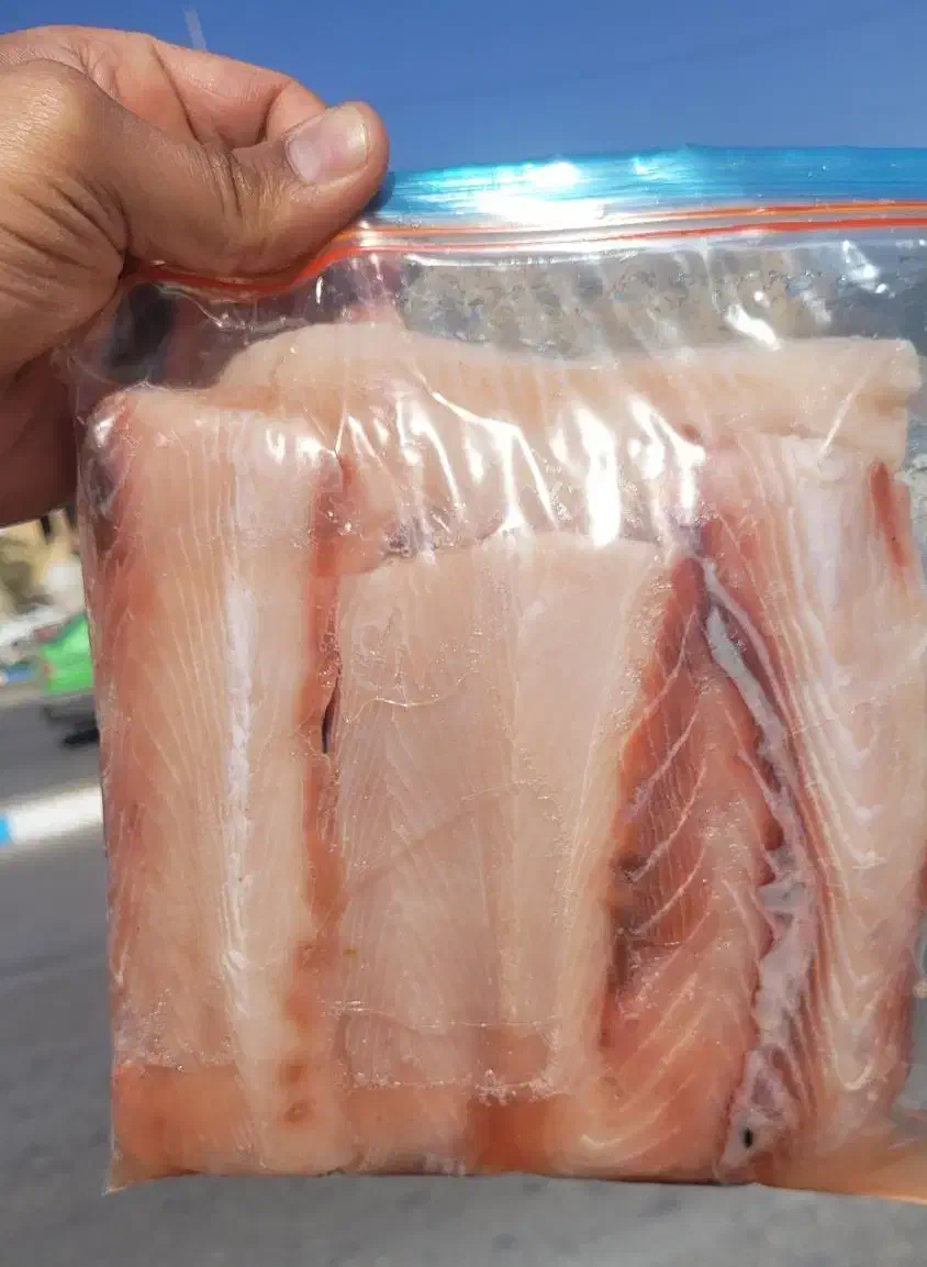 ماهی کولی تازه|ماهی|بندرعباس, |دیوار