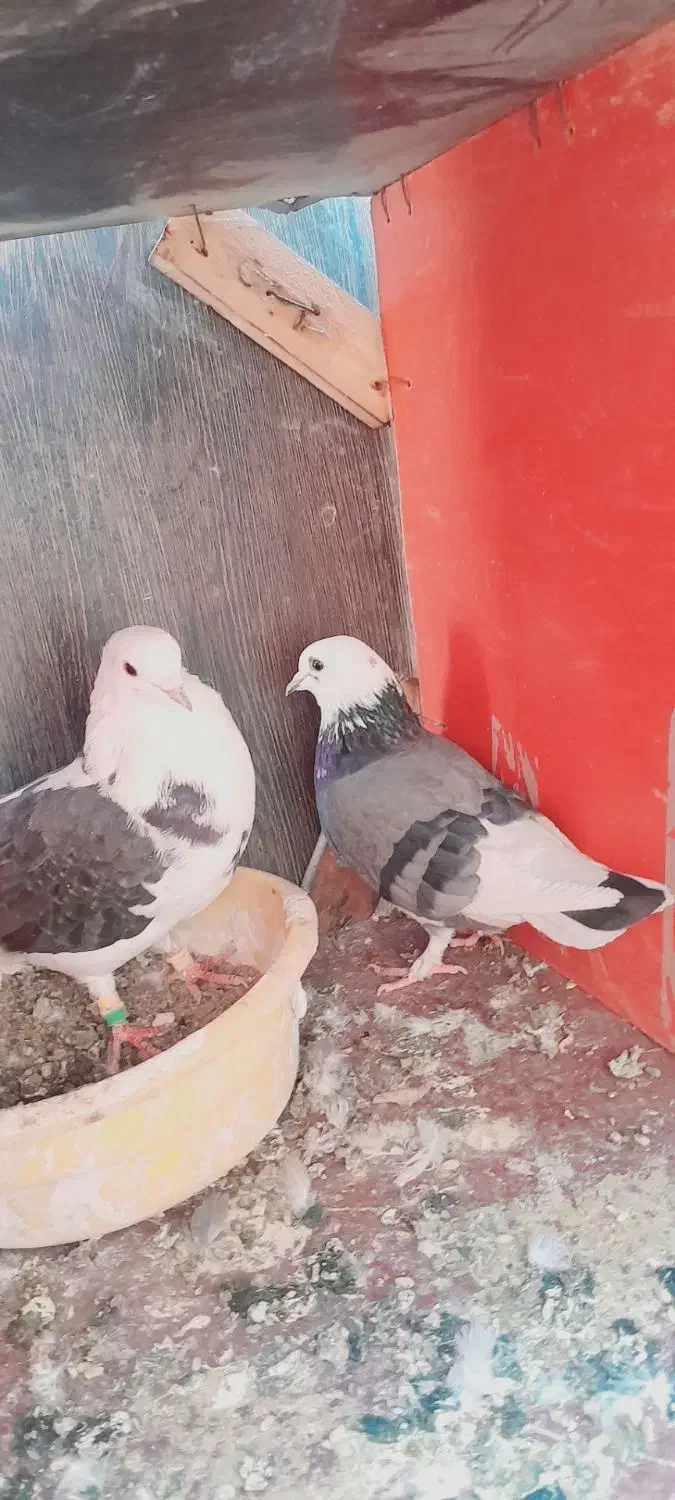 کبوتر|پرنده|مشکین‌دشت, |دیوار