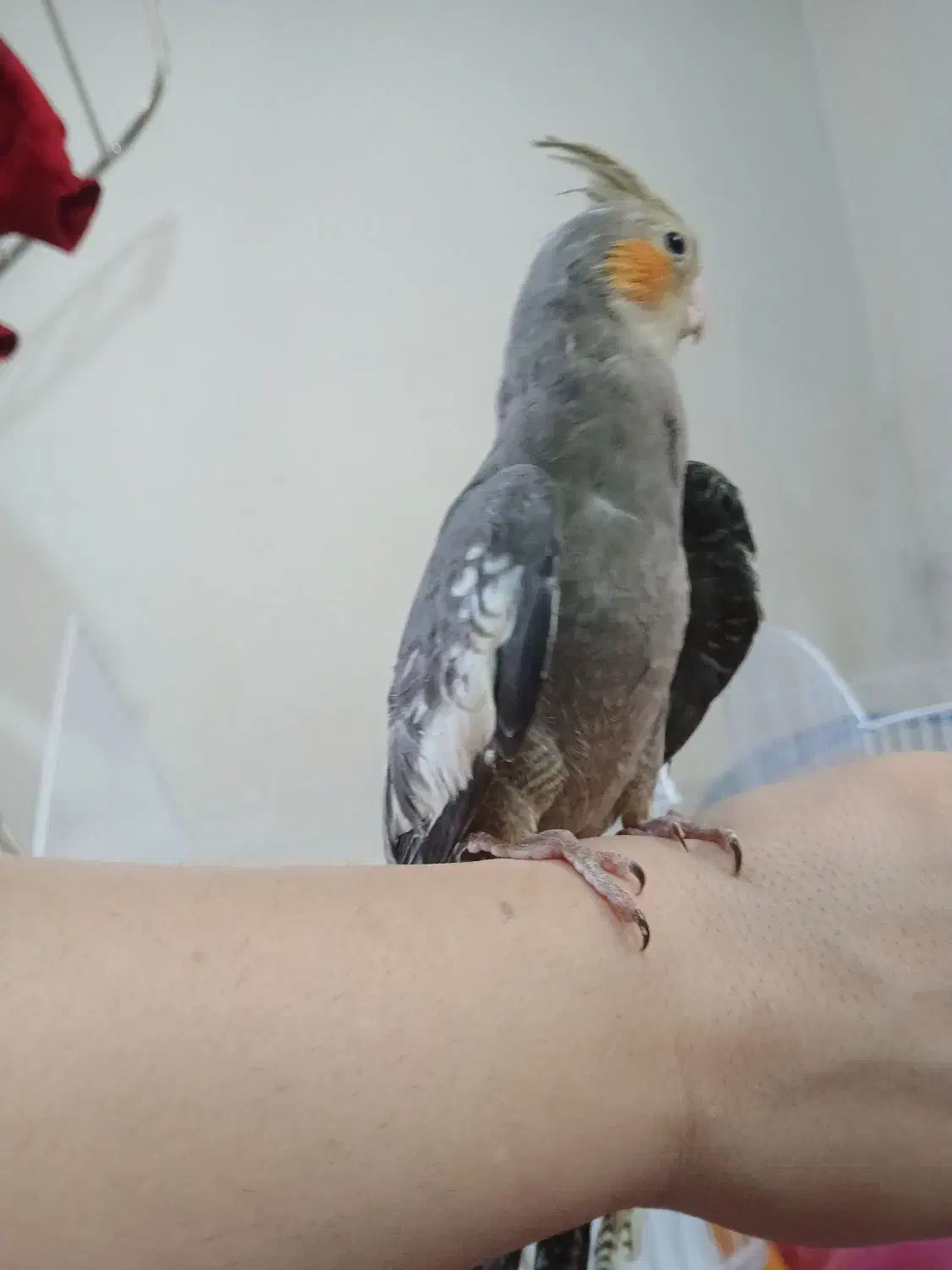 عروس هلندی|پرنده|صومعه‌سرا, |دیوار