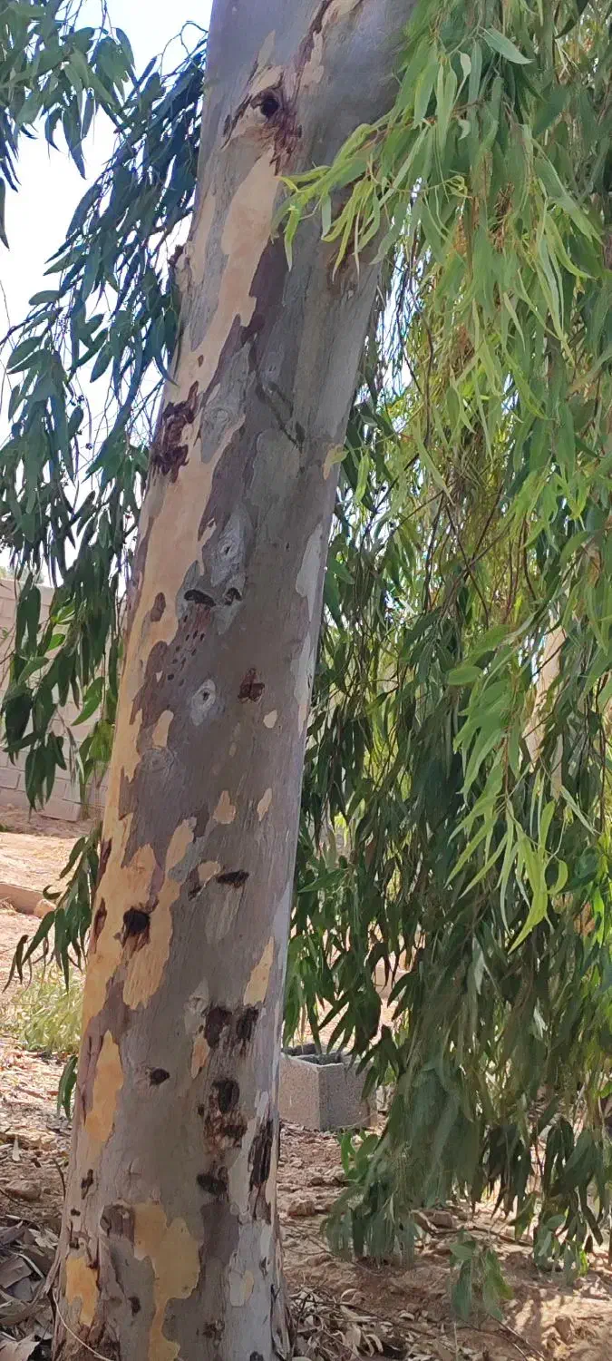 زمین باغ نشاط|فروش زمین و ملک کلنگی|شیراز, بید زرد|دیوار