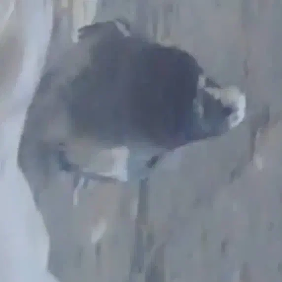 کبوتر پشتدار و ابلغ هردو  گم شده در گلشهر شاهگلی|حیوانات|تبریز, |دیوار