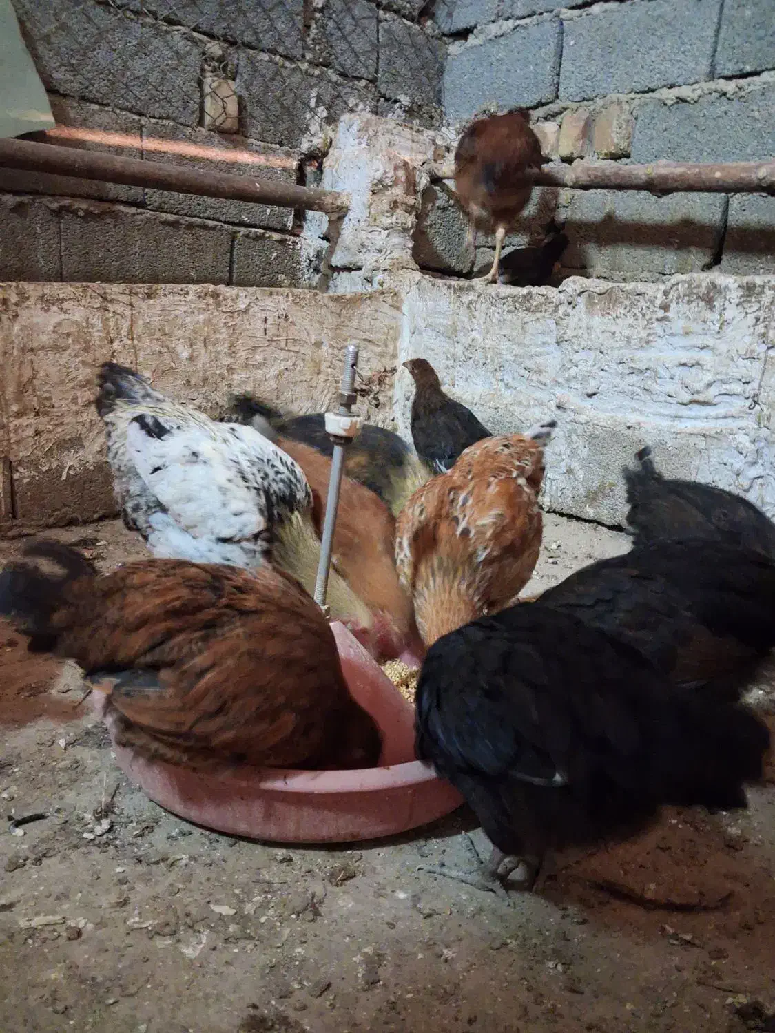 مرغ و خروس رسمی|حیوانات مزرعه|ماهدشت, |دیوار