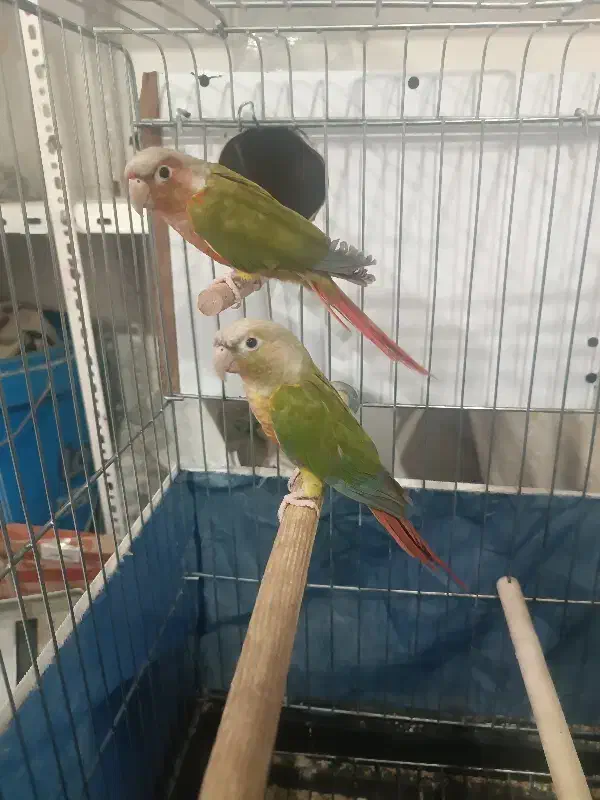 گرینچیک مولد|پرنده|بانه, |دیوار