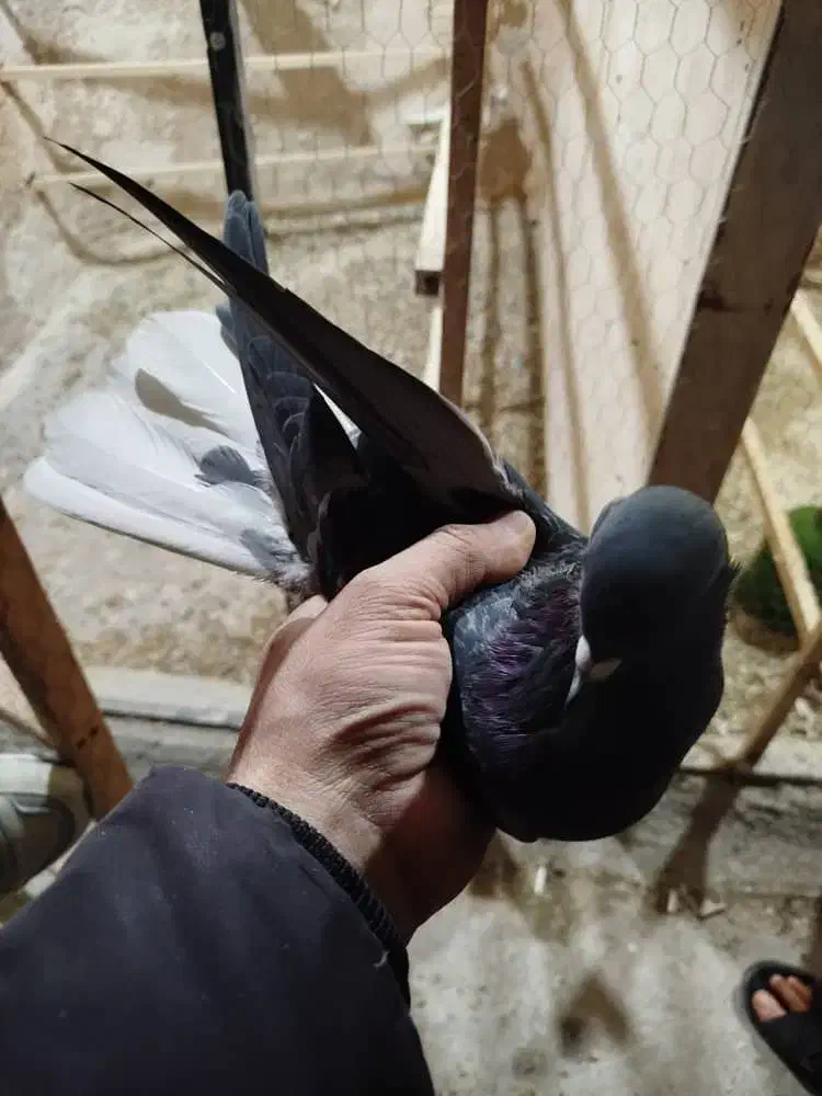 کبوتر کفتر  زرهی دم سفید  اصفهانی|پرنده|فلاورجان, |دیوار