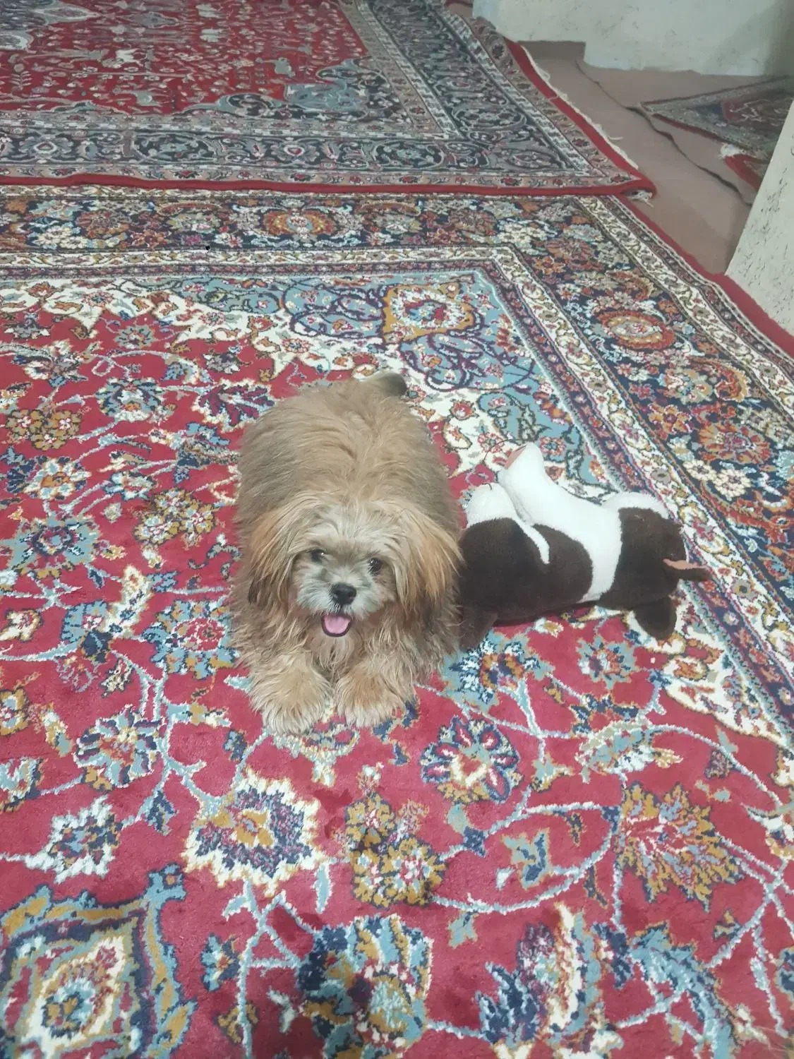 سگ شیتزو سوپرفلت|سگ|اردبیل, |دیوار