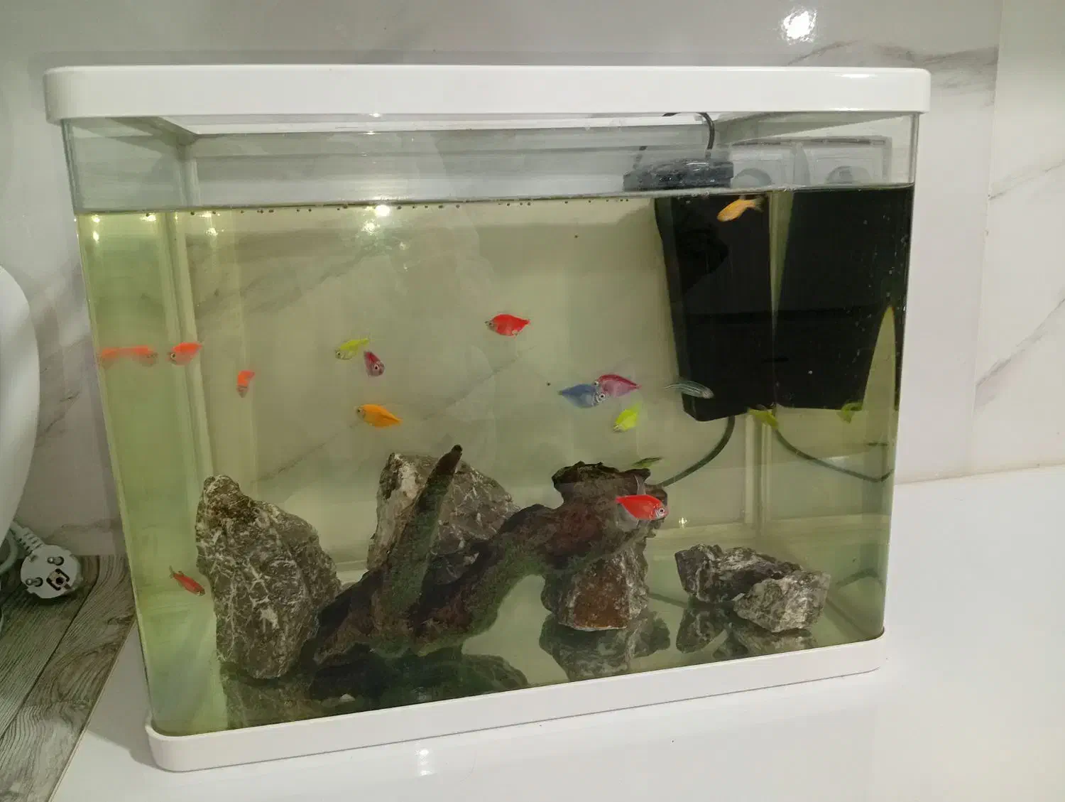 آکواریوم خم|ماهی|بجنورد, |دیوار