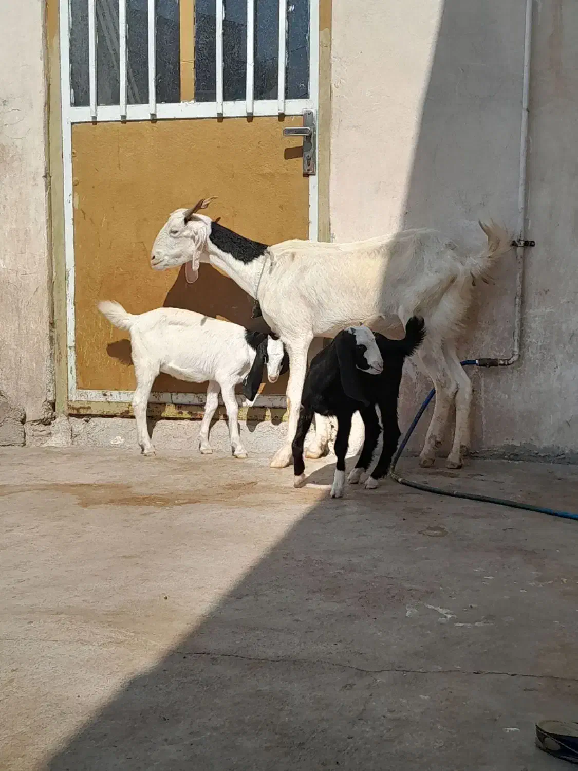 دوتا بز دو کره ای وچند کره نر|حیوانات مزرعه|وحدتیه, |دیوار