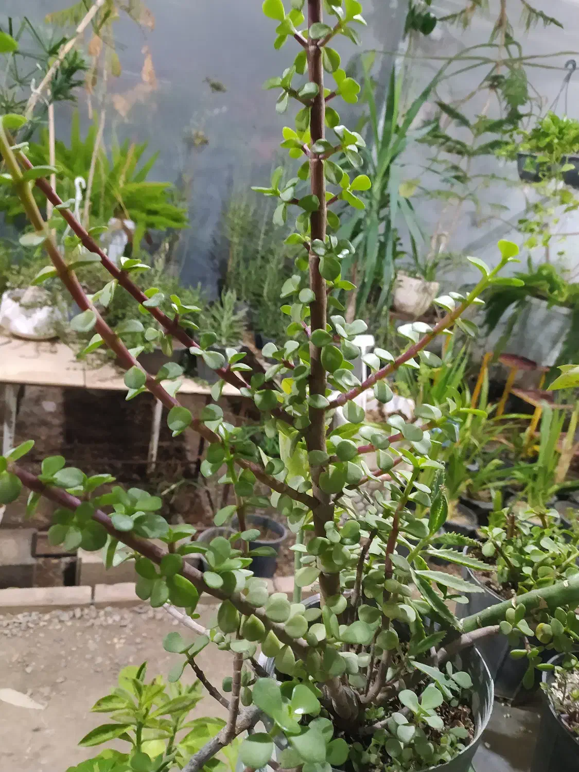 باغستان رز|گل و گیاه طبیعی|کاشان, فاز ۱ ناجی آباد|دیوار