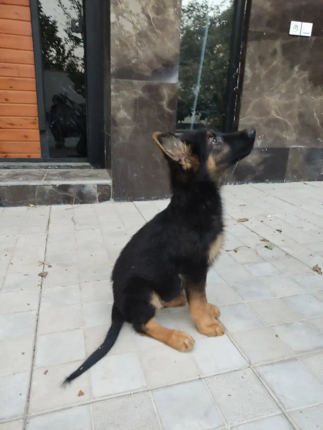 توله ژرمن|سگ|فردیس, شهرک سپاه|دیوار