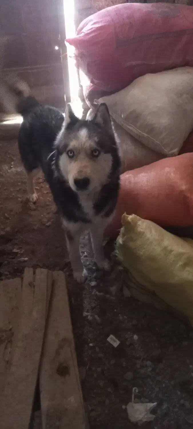 سگ حاسکی|سگ|چناران, |دیوار