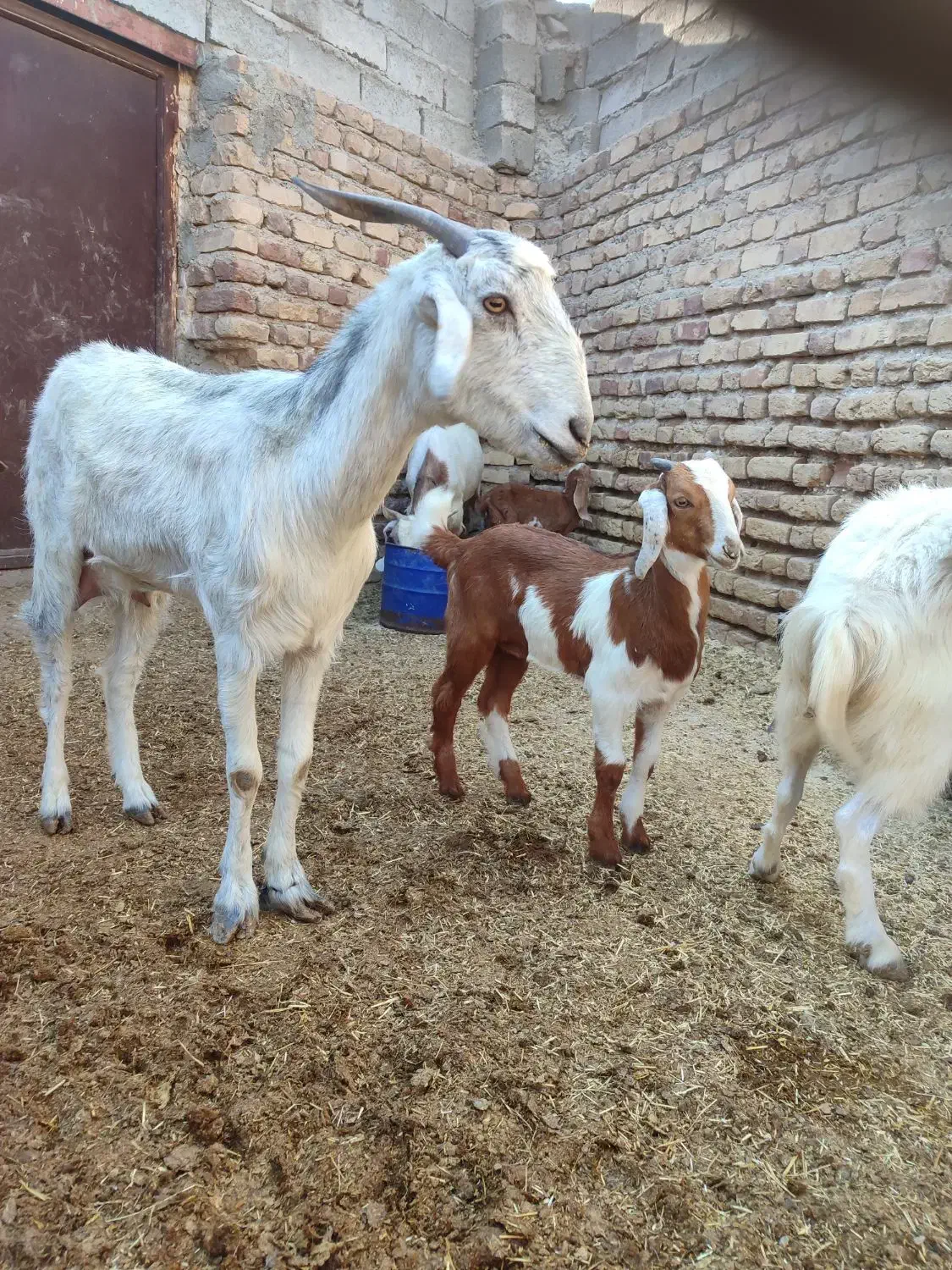 بز زایده با کهره نره دوماه نیم .و بره نر|حیوانات مزرعه|جیرفت, |دیوار