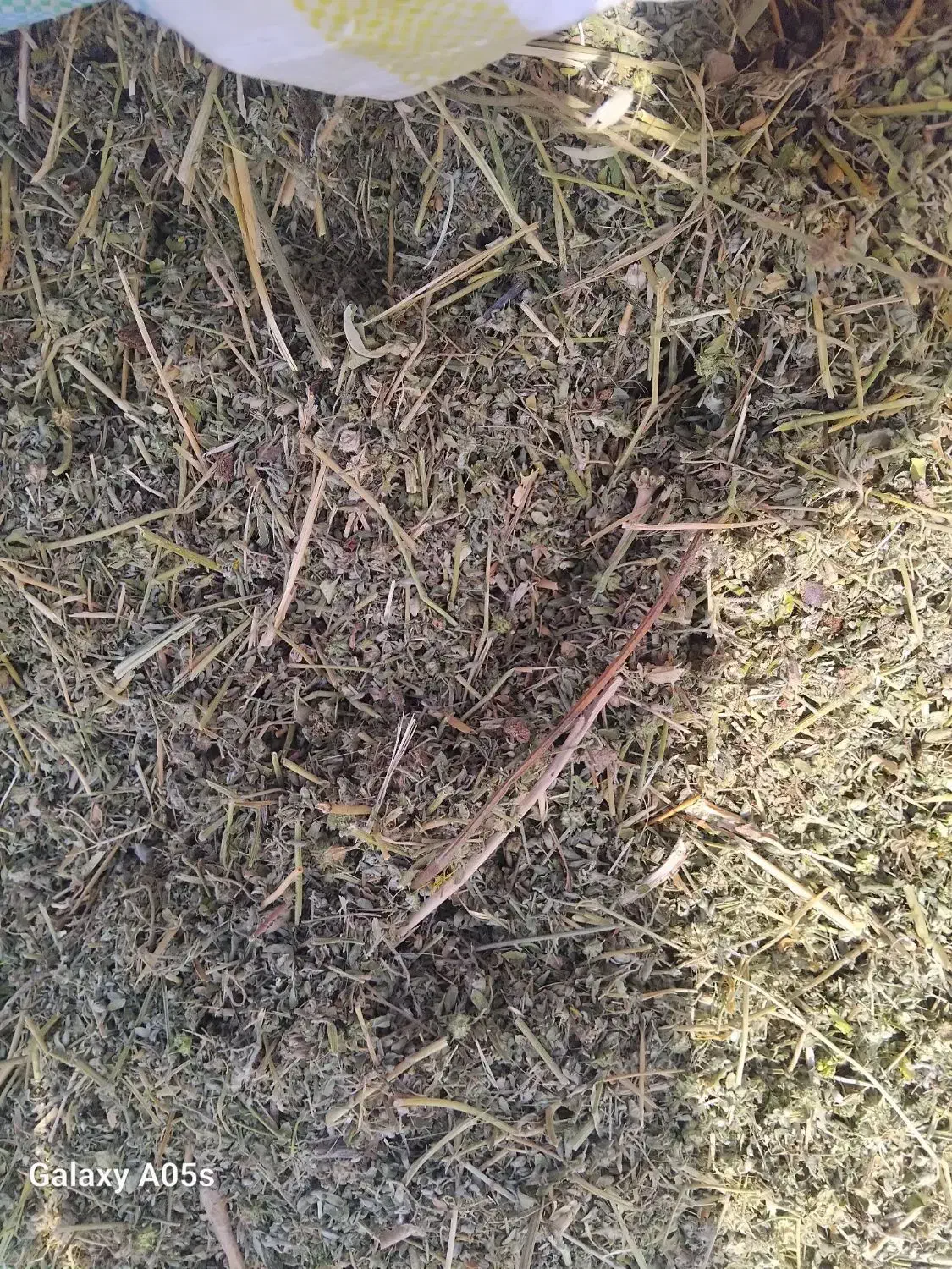 گیاه داروی خشک توگونی|عمدهفروشی|خزل, |دیوار