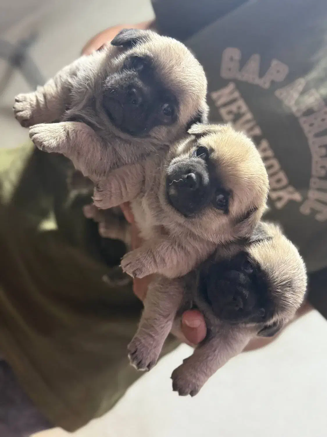 سگ پاگ|سگ|اصفهان, سپاهان‌شهر|دیوار