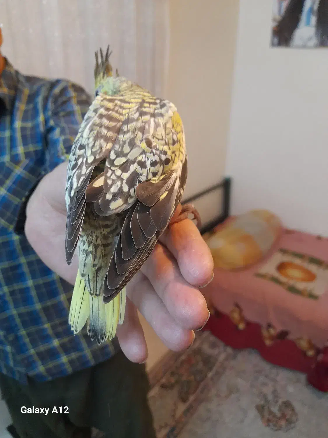 عروس هلندی.  طوطی برزیلی|پرنده|تهران, تهرانپارس شرقی|دیوار